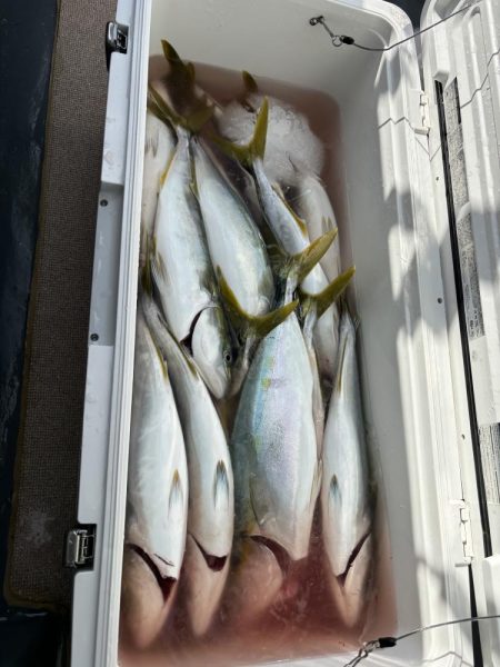 ジギング船でハマチ爆釣、サワラ、アオハタも