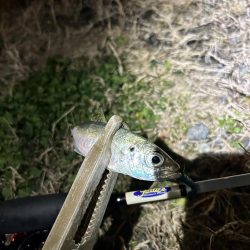 仕事帰りのちょこっとアジング♪