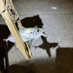 仕事帰りのちょこっとアジング②