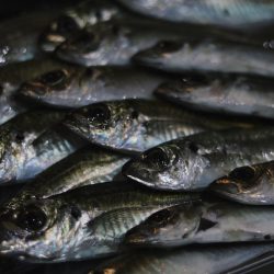 カマス爆沸き‼︎アジも入れ食い!