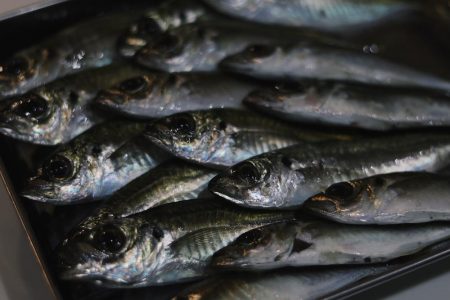 カマス爆沸き‼︎アジも入れ食い!