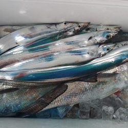 泉州丸 釣果