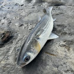 和歌山市江（吉丸渡船）でグレ釣り