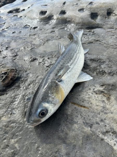 和歌山市江（吉丸渡船）でグレ釣り