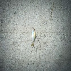 カサゴとアジとメバル‼️