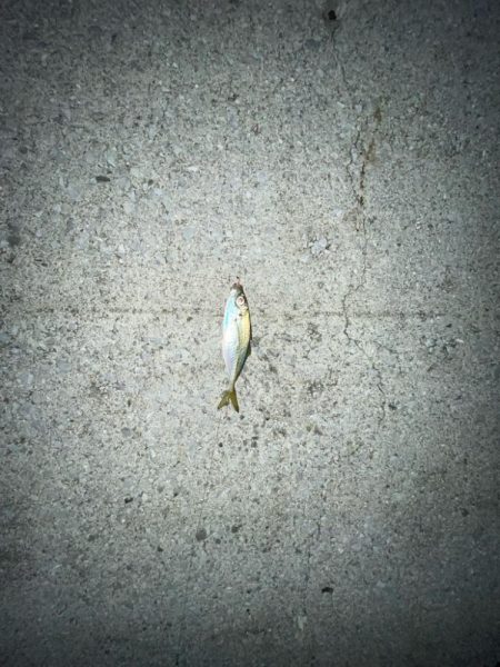 カサゴとアジとメバル‼️