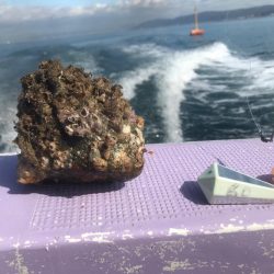 室津のカットウ釣り