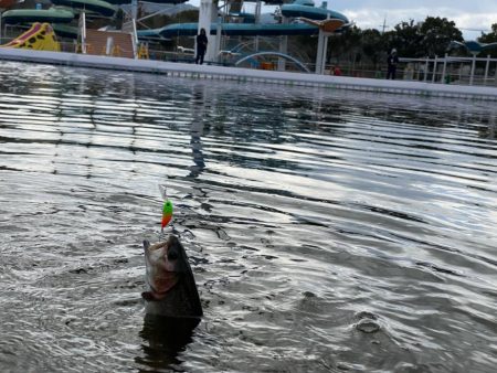 かめプー良いとこ一度はおいで〜