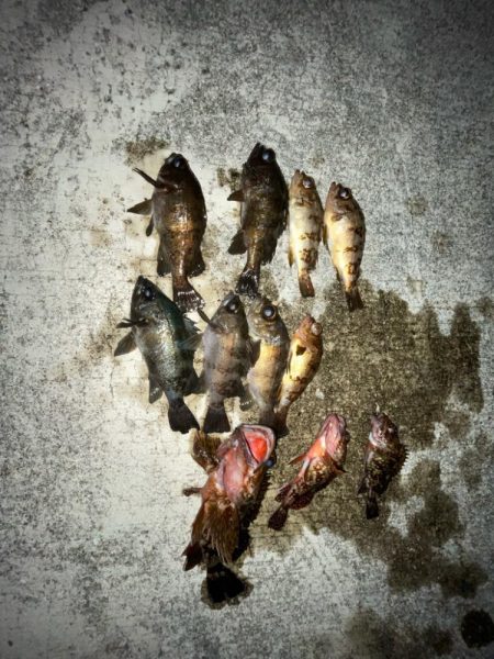 カサゴとメバル