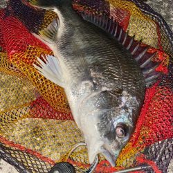 ヘチってきました