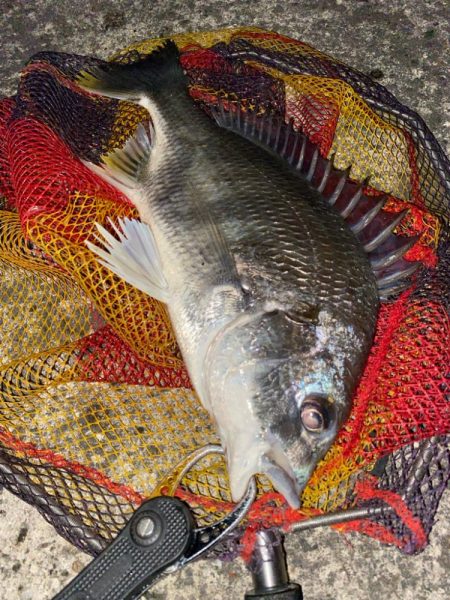 ヘチってきました