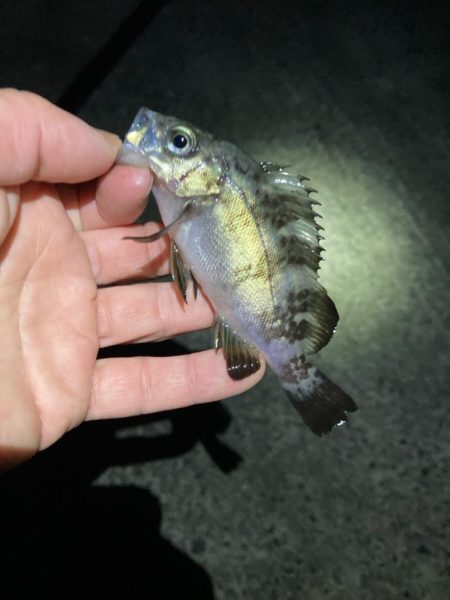 明石でメバリング