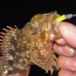 しごおわメバリング