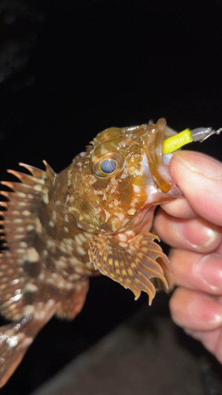 しごおわメバリング