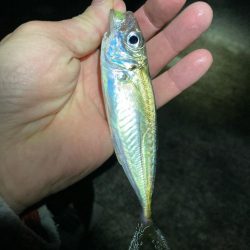 リリースサイズが連発