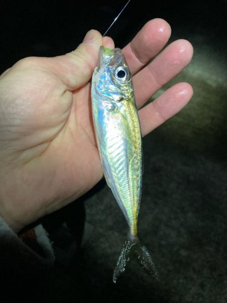 リリースサイズが連発