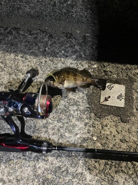 可愛いめばちゃん❤️