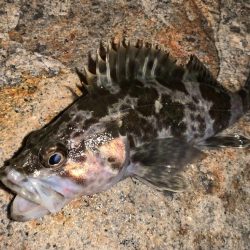 大阪湾ラン&ガン