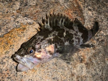 大阪湾ラン&ガン