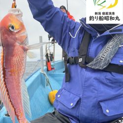 新潟寝屋港の釣り船昭和丸　真鯛、甘鯛タイラバLJ便2月25日釣果情報