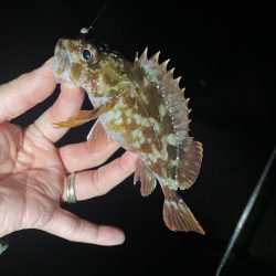 ガシラ♩ガシラ