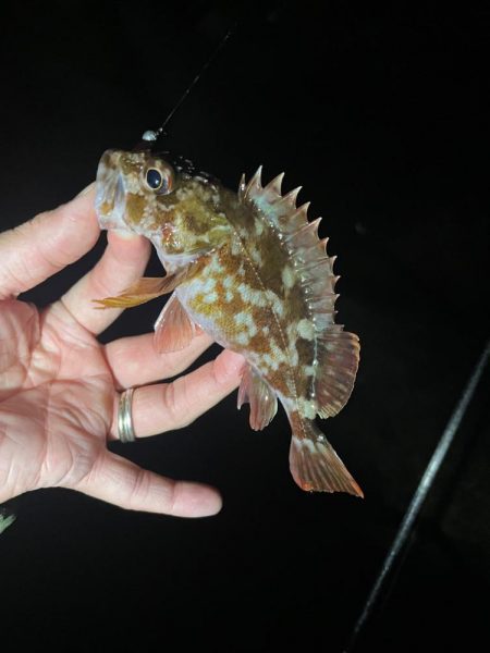 ガシラ♩ガシラ