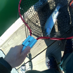 激シブトラウト涙