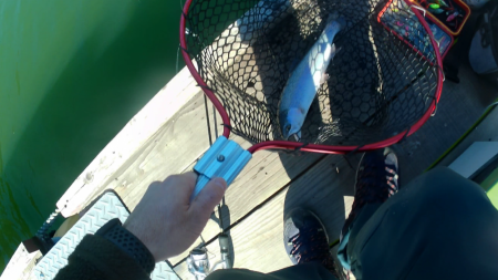 激シブトラウト涙