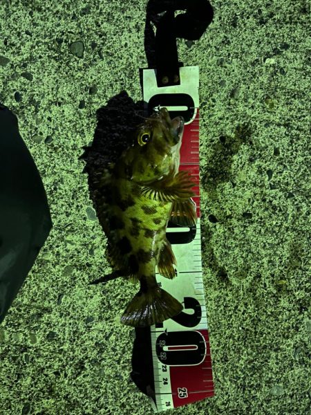 ライトゲームin和歌山