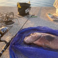 初かぶせでデカコブゲット！