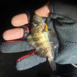 いつもとは違うポイントへ