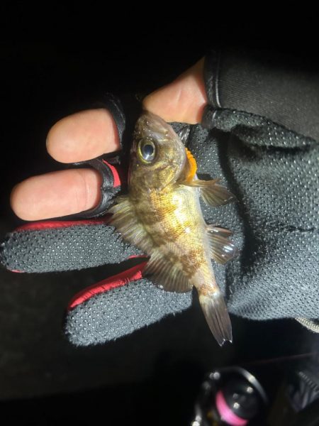 いつもとは違うポイントへ