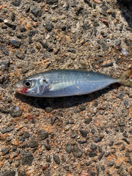 アジ、イワシ、サバ