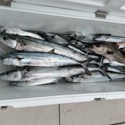 初のサワラブレードジギング