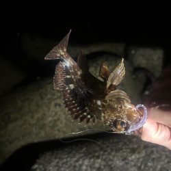 夕まずめチャレンジ🎣