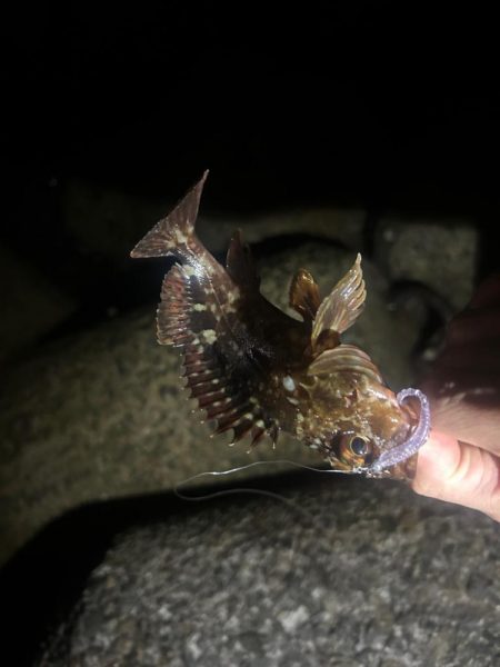 夕まずめチャレンジ🎣