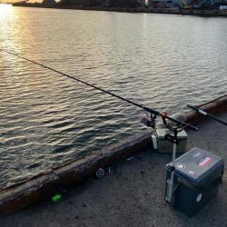 エビ撒きでハネ