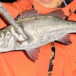 今夜もアジ探し