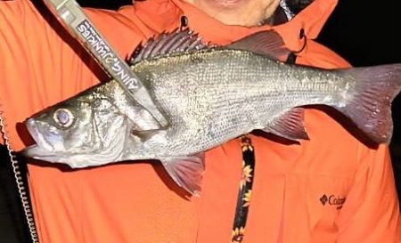 今夜もアジ探し