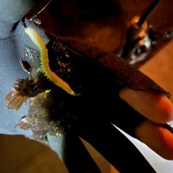 激渋ライトゲーム