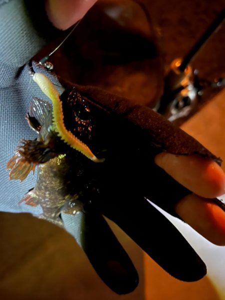 激渋ライトゲーム