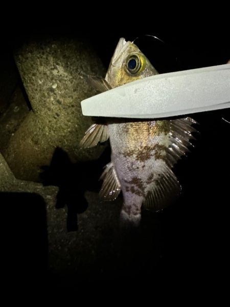 強風の中のメバリング