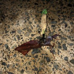 ヤリイカシーズン本格化