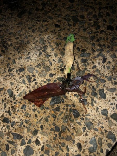 ヤリイカシーズン本格化