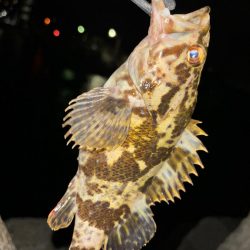 メバル⑧&タケノコメバル①