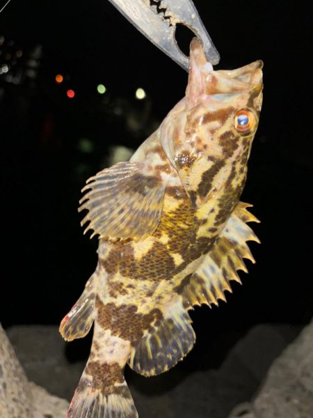 メバル⑧&タケノコメバル①