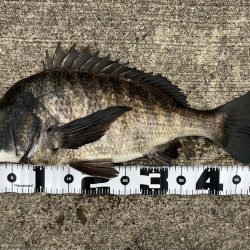 メバリングでおチヌさん