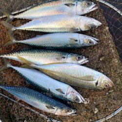 ギガアジと良型鯖