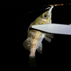 大阪南部ライトゲーム