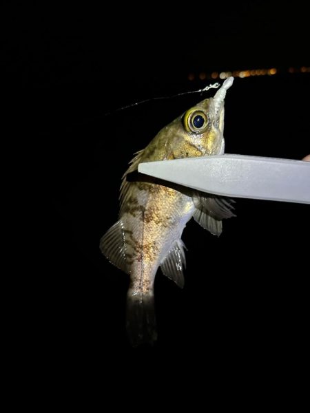 大阪南部ライトゲーム